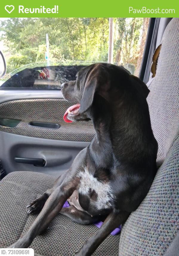 Reunited Female Dog last seen North Tryon / east 16th st (uhaul dealer), Charlotte, NC 28206