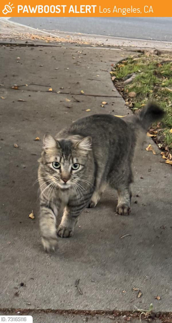 Found/Stray Unknown Cat last seen Valerio and Leescott, Los Angeles, CA 91406