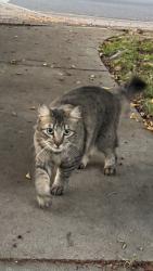 Found/Stray Unknown Cat last seen Valerio and Leescott, Los Angeles, CA 91406