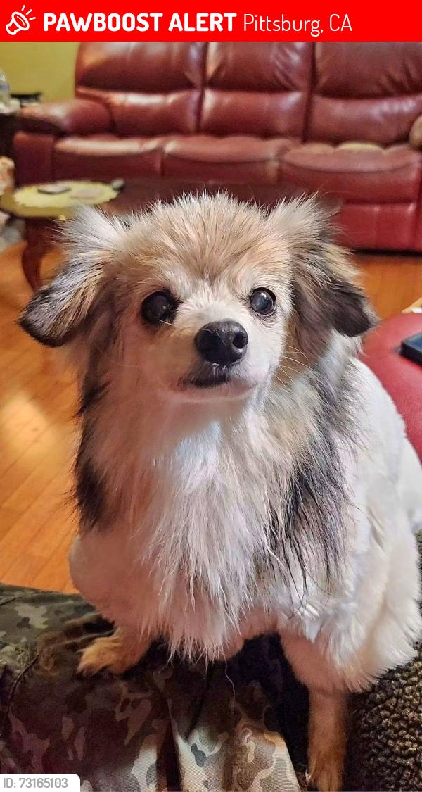 Lost Female Dog last seen Glenmout drive, Pittsburg, CA 94565