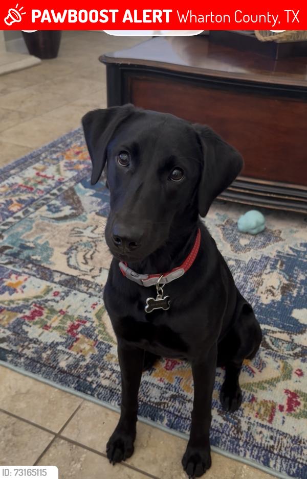 Lost Female Dog last seen CR 147 Wharton, Tx, Wharton County, TX 77488