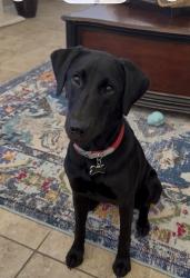 Lost Female Dog last seen CR 147 Wharton, Tx, Wharton County, TX 77488