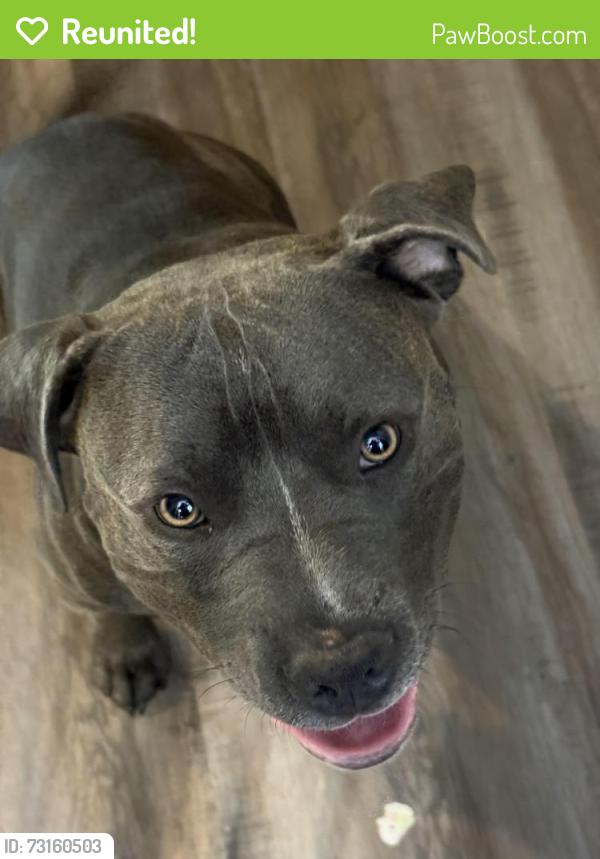 Reunited Male Dog last seen 50th and slide road, Lubbock, TX 79414