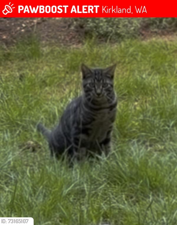 Lost Female Cat last seen Houghton Center, Kirkland, WA 98033