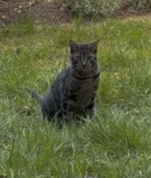 Lost Female Cat last seen Houghton Center, Kirkland, WA 98033