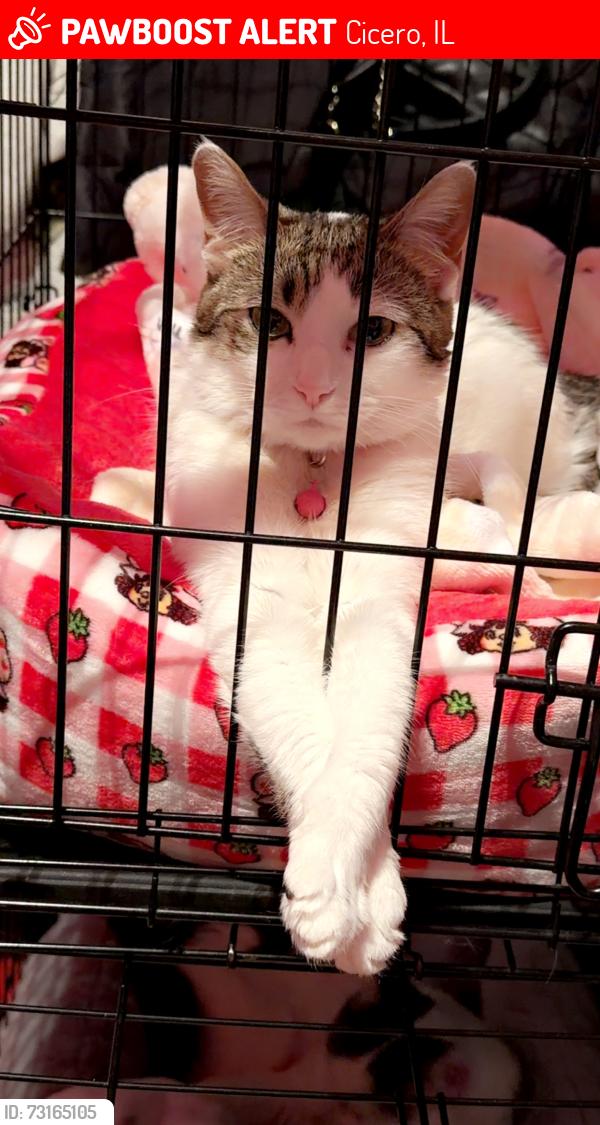 Lost Female Cat last seen Near w 19 st Cicero Illinois 60804, Cicero, IL 60804