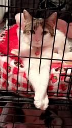 Lost Female Cat last seen Near w 19 st Cicero Illinois 60804, Cicero, IL 60804