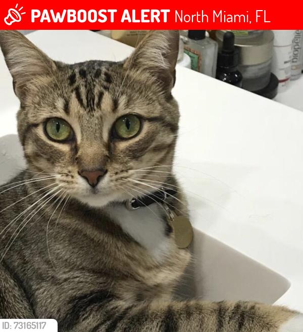 Lost Female Cat last seen Near Keystone Blvd, North Miami, FL 33181