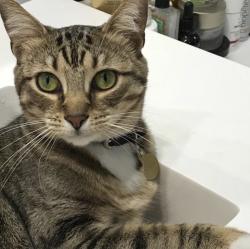 Lost Female Cat last seen Near Keystone Blvd, North Miami, FL 33181