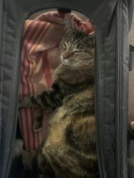 Reunited Female Cat last seen Near coachwhip rd, Brampton, ON L6R 1X8