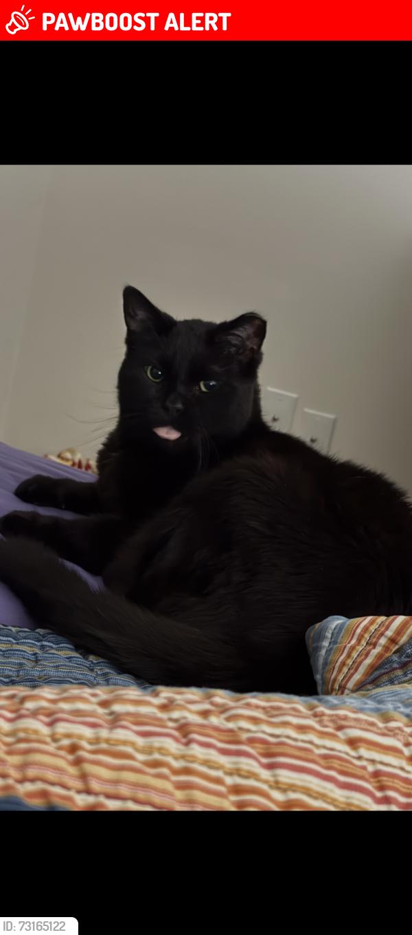 Lost Male Cat last seen Haggerty Morton Taylor (Southport apmts), Van Buren Township, MI 48111
