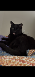 Lost Male Cat last seen Haggerty Morton Taylor (Southport apmts), Van Buren Township, MI 48111