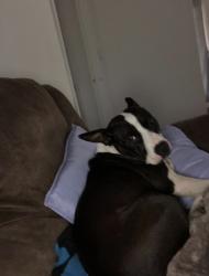 Lost Female Dog last seen Mckee rd 8240, Bayou La Batre, AL 36509