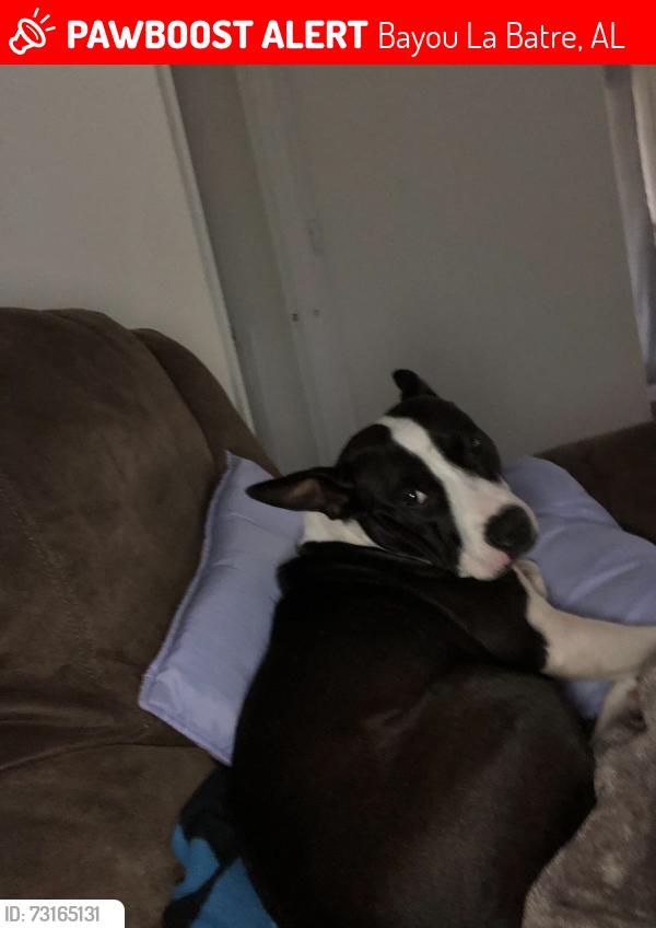 Lost Female Dog last seen Mckee rd 8240, Bayou La Batre, AL 36509