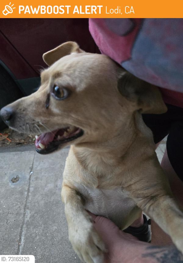 Found/Stray Female Dog last seen Turner Rd, Lodi, CA 95240