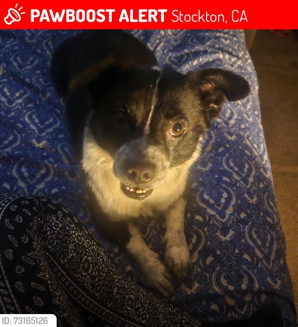 Lost Male Dog last seen S. Oro Ave & Main st, Stockton, CA 95215