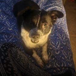 Lost Male Dog last seen S. Oro Ave & Main st, Stockton, CA 95215