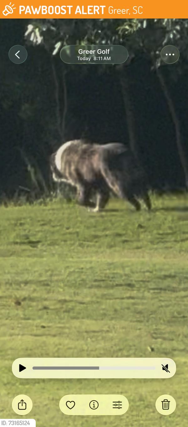 Found/Stray Unknown Dog last seen Greer Golf off country club road., Greer, SC 29651