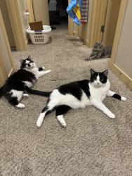 Reunited Male Cat last seen In my home, Auburn, WA 98092