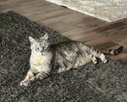 Lost Male Cat last seen Citrus, Azusa, CA 91702