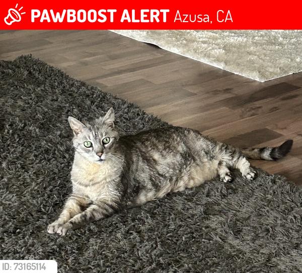 Lost Male Cat last seen Citrus, Azusa, CA 91702