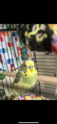 Lost Male Bird last seen 26th Ave nw new brighton, New Brighton, MN 55112