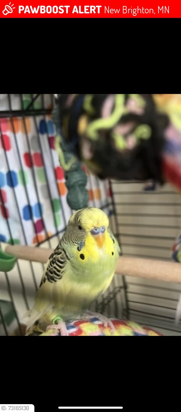 Lost Male Bird last seen 26th Ave nw new brighton, New Brighton, MN 55112