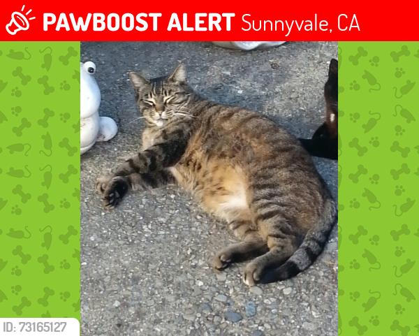 Lost Male Cat last seen Fairoaks/Iris/Golden Oak, Sunnyvale, CA 94086