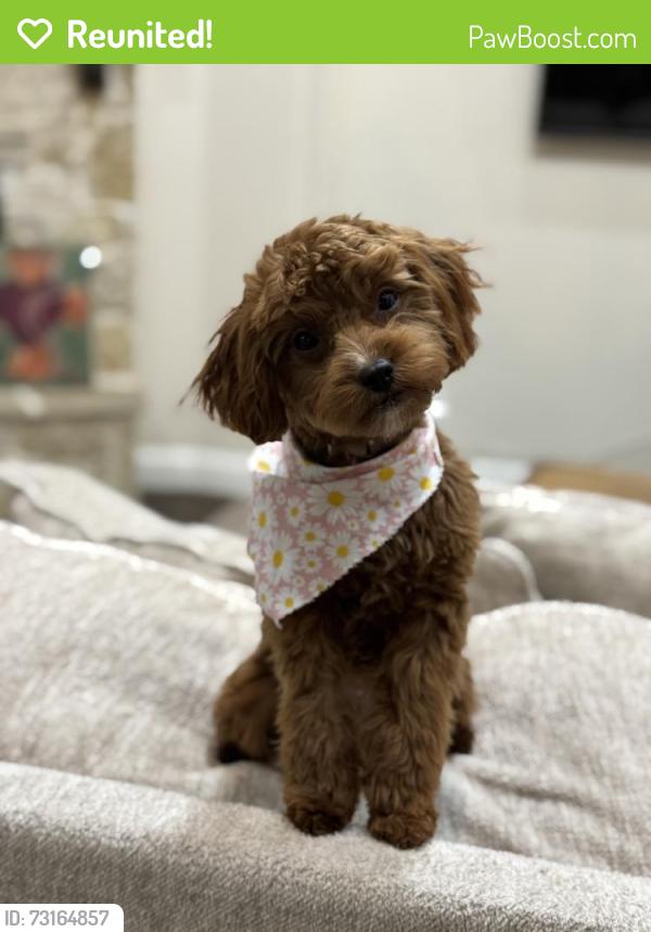 Reunited Female Dog last seen Near SW 180th Terrace, Palmetto Bay, FL 33157, USA, Palmetto Bay, FL 33157
