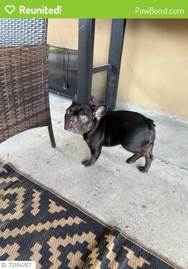 Reunited Male Dog last seen Modesto Ca, Modesto, CA 95355