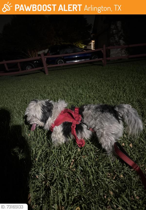 Found/Stray Male Dog last seen Arlington municipal airport, Arlington, TX 76018