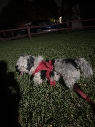 Found/Stray Male Dog last seen Arlington municipal airport, Arlington, TX 76018