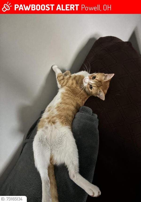 Lost Female Cat last seen Gill street, Powell, OH 43065