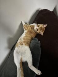 Lost Female Cat last seen Gill street, Powell, OH 43065