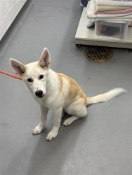 Shelter Stray Female Dog last seen Golden Gardens Park, Seattle, WA, 2061 15th Ave W, Seattle, WA 98119, USA