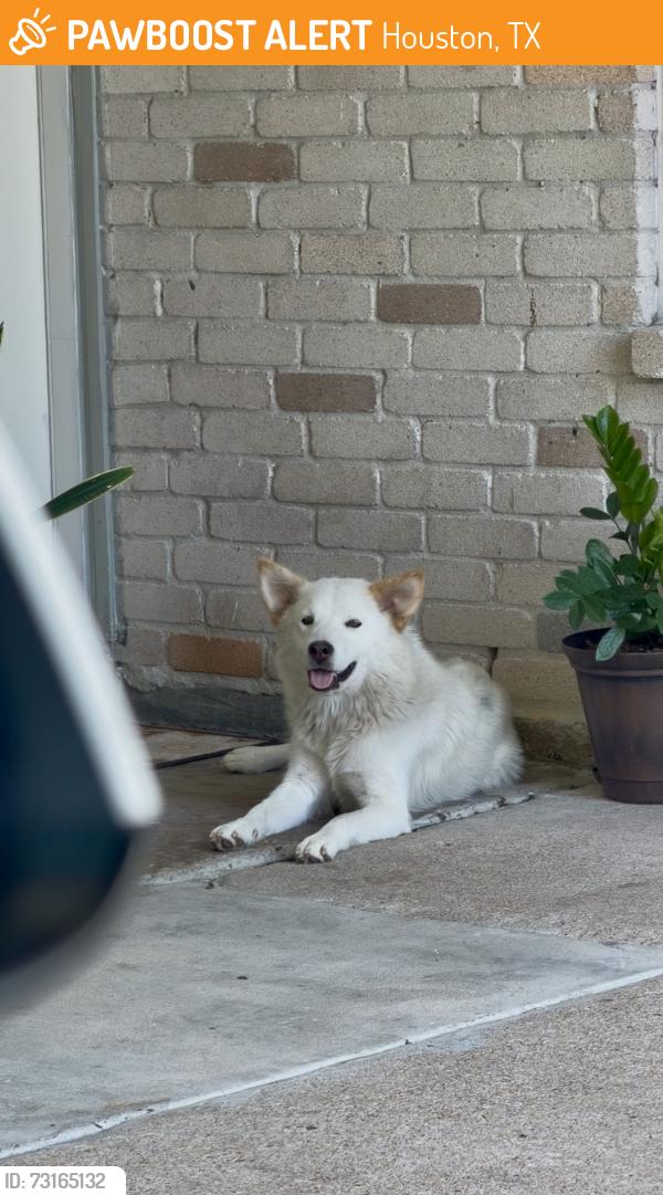 Found/Stray Female Dog last seen Near Anice St Houston Tx, Houston, TX 77039