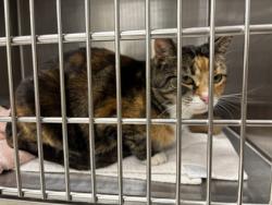 Shelter Stray Unknown Cat last seen Near PINE DR, Fairfax County, VA, 4500 West Ox Rd, Fairfax, VA 22030, USA