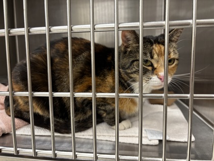 Shelter Stray Unknown Cat last seen Near PINE DR, Fairfax County, VA, 4500 West Ox Rd, Fairfax, VA 22030, USA