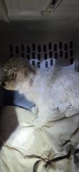 Found/Stray Unknown Dog last seen Sanbernardino, Muscoy, CA 92407