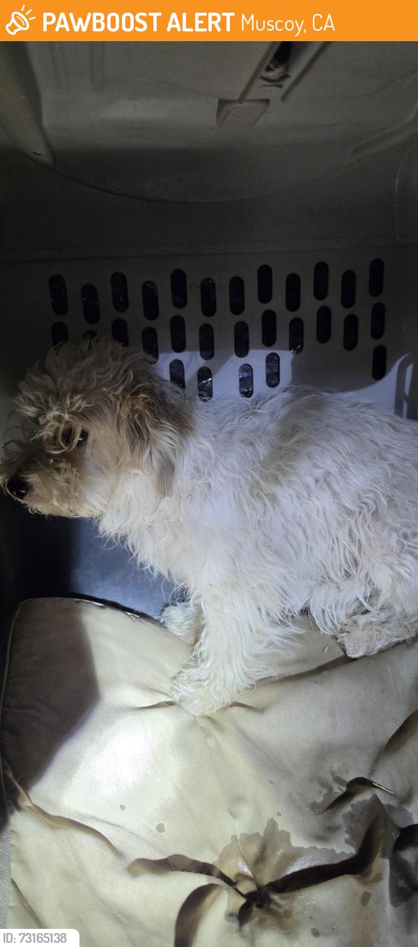 Found/Stray Unknown Dog last seen Sanbernardino, Muscoy, CA 92407