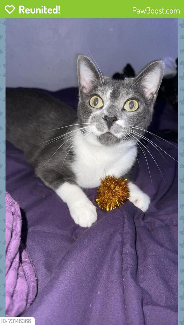 Reunited Male Cat last seen Near NE 41st Dr, Pompano Beach, FL 33064, USA, Pompano Beach, FL 33064