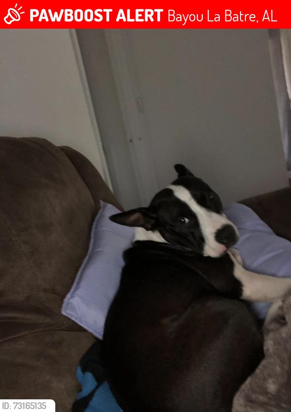 Lost Female Dog last seen Near McKee rd, Bayou La Batre, AL 36509