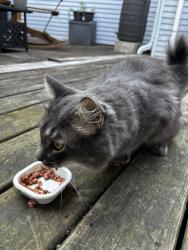 Found/Stray Male Cat last seen Old Time Methodist Church, Kent County, MI 49302