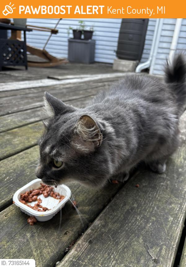 Found/Stray Male Cat last seen Old Time Methodist Church, Kent County, MI 49302