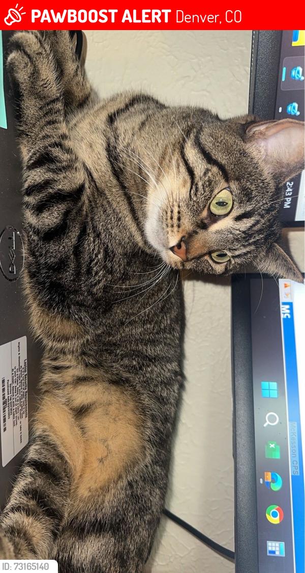 Lost Female Cat last seen 8th and Eudora, Denver, CO 80220