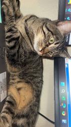 Lost Female Cat last seen 8th and Eudora, Denver, CO 80220