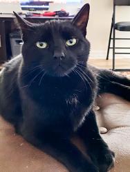 Lost Male Cat last seen Near river road south, Peterborough, ON K9J 1E6