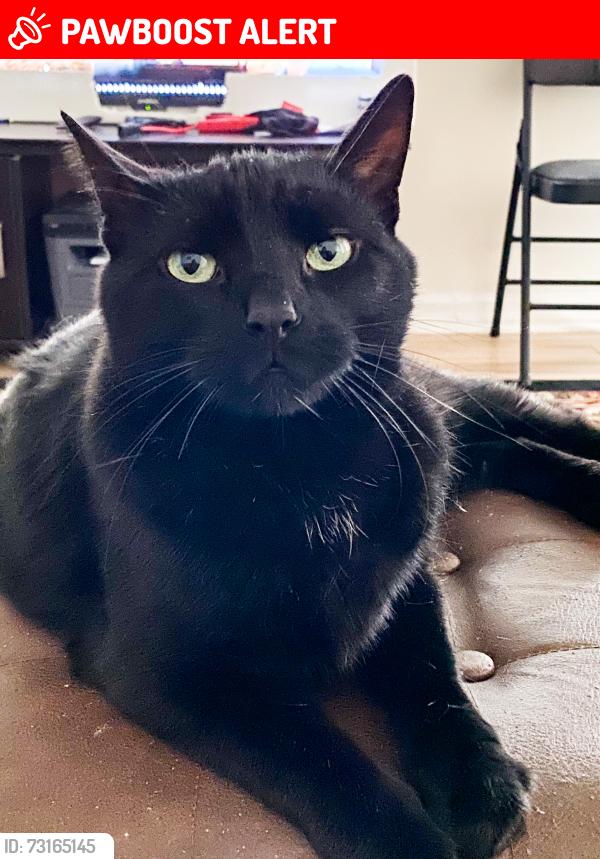 Lost Male Cat last seen Near river road south, Peterborough, ON K9J 1E6