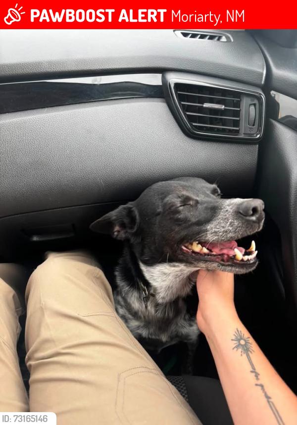 Lost Female Dog last seen TA gas station Moriarty NM, Moriarty, NM 87035