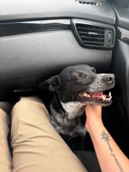 Lost Female Dog last seen TA gas station Moriarty NM, Moriarty, NM 87035